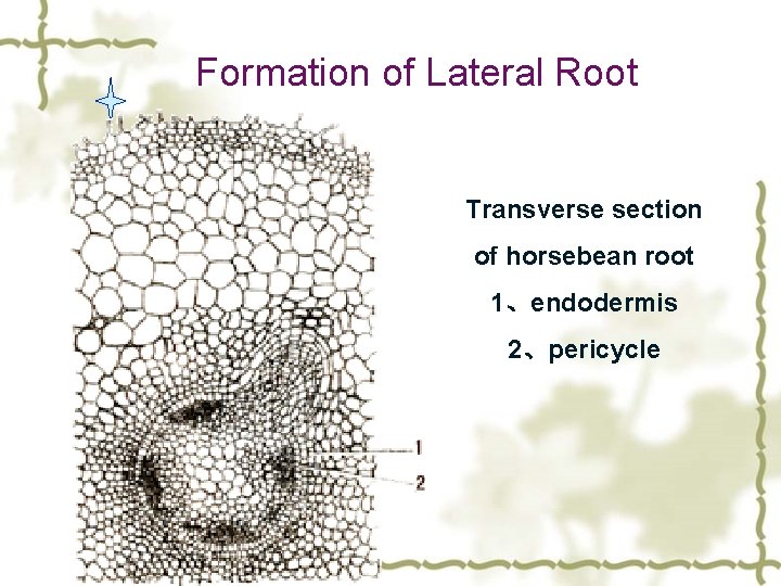 Formation of Lateral Root Transverse section of horsebean root 1、endodermis 2、pericycle 