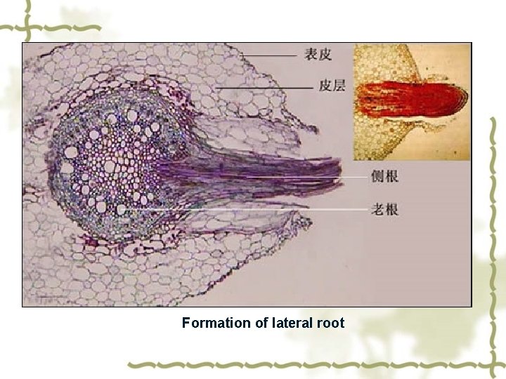 Formation of lateral root 