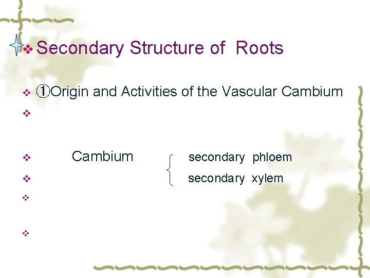 v Secondary v Structure of Roots ①Origin and Activities of the Vascular Cambium v