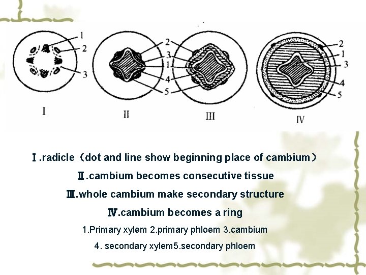 Ⅰ. radicle（dot and line show beginning place of cambium） Ⅱ. cambium becomes consecutive tissue