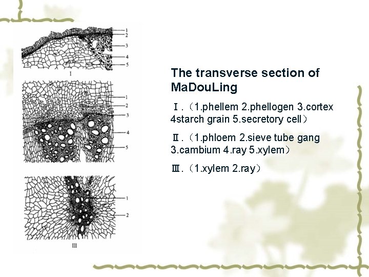 The transverse section of Ma. Dou. Ling Ⅰ. （1. phellem 2. phellogen 3. cortex