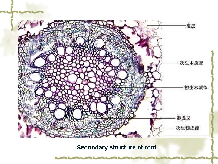 Secondary structure of root 