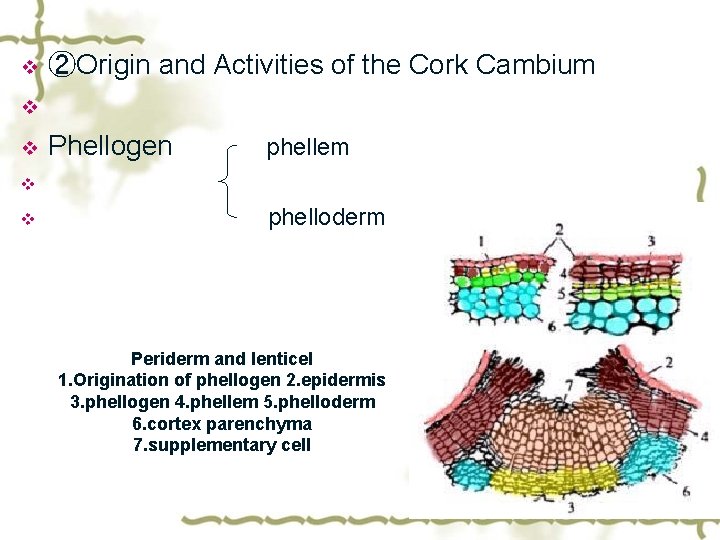 v ②Origin and Activities of the Cork Cambium v v Phellogen phellem v v