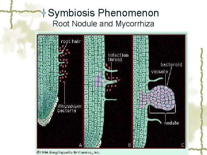 Symbiosis Phenomenon Root Nodule and Mycorrhiza 