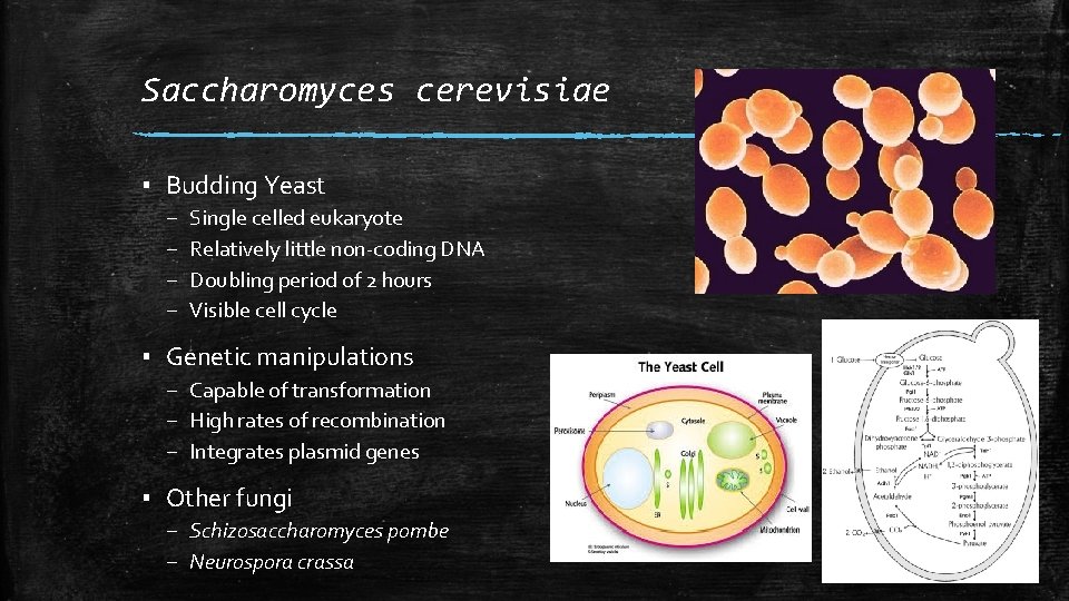 Saccharomyces cerevisiae ▪ Budding Yeast – – Single celled eukaryote Relatively little non-coding DNA