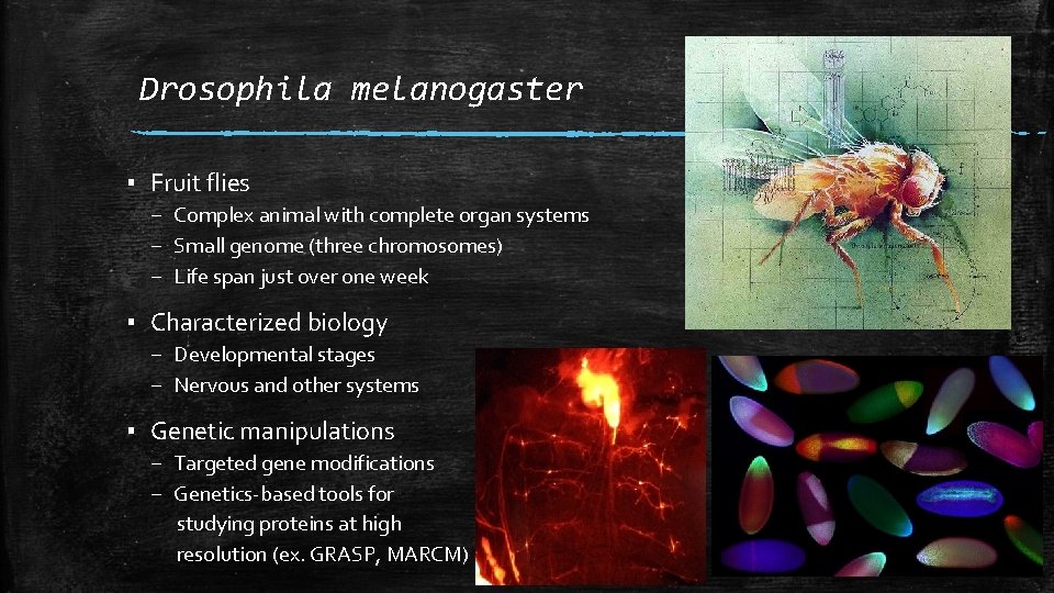 Drosophila melanogaster ▪ Fruit flies – Complex animal with complete organ systems – Small