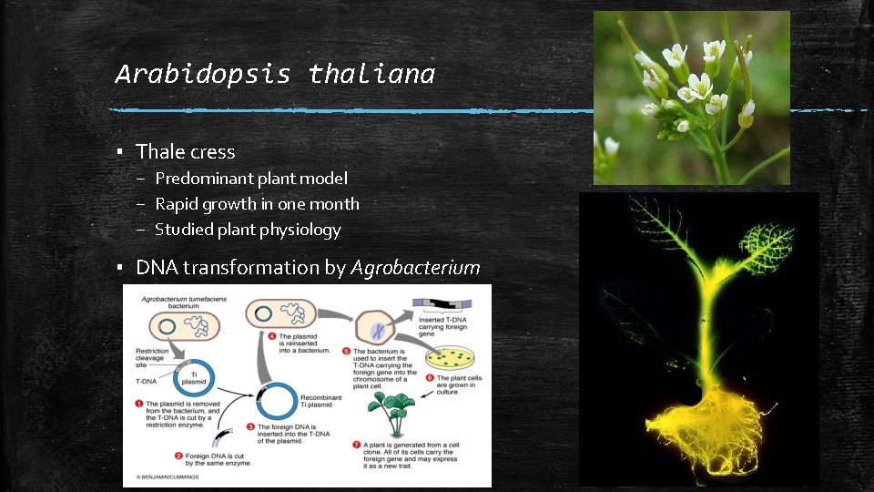 Arabidopsis thaliana ▪ Thale cress – Predominant plant model – Rapid growth in one