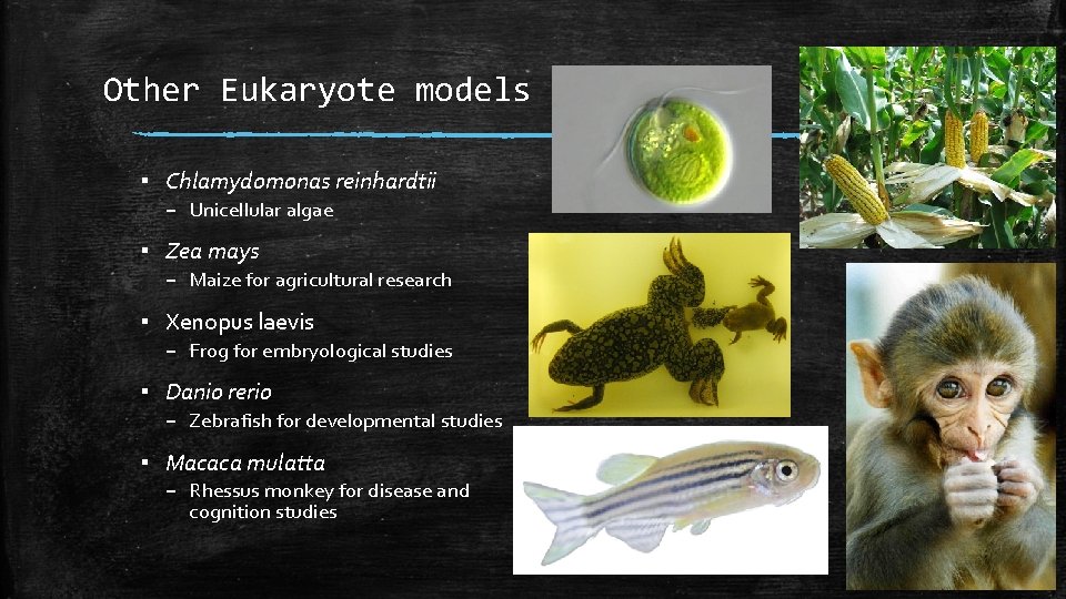 Other Eukaryote models ▪ Chlamydomonas reinhardtii – Unicellular algae ▪ Zea mays – Maize