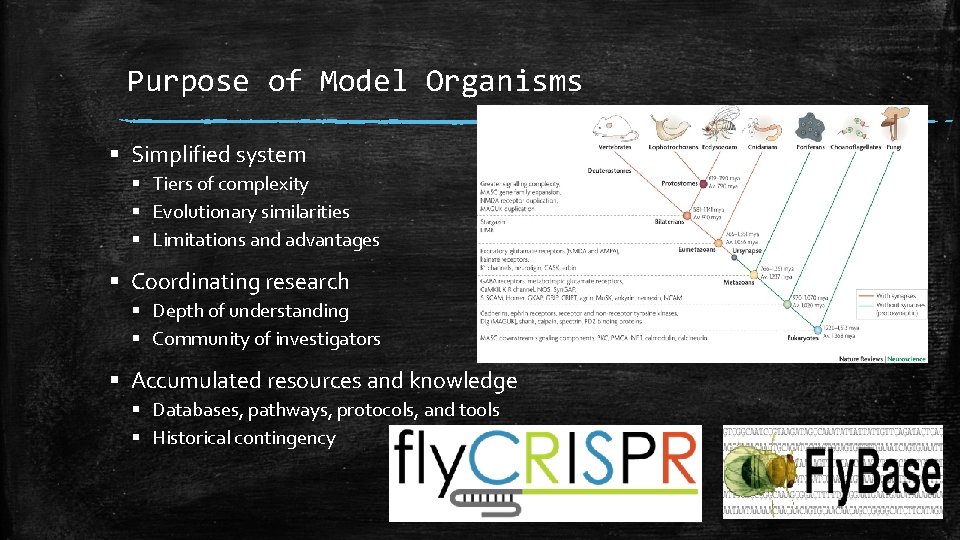 Purpose of Model Organisms § Simplified system § Tiers of complexity § Evolutionary similarities