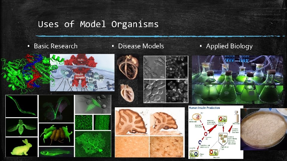 Uses of Model Organisms ▪ Basic Research ▪ Disease Models ▪ Applied Biology 