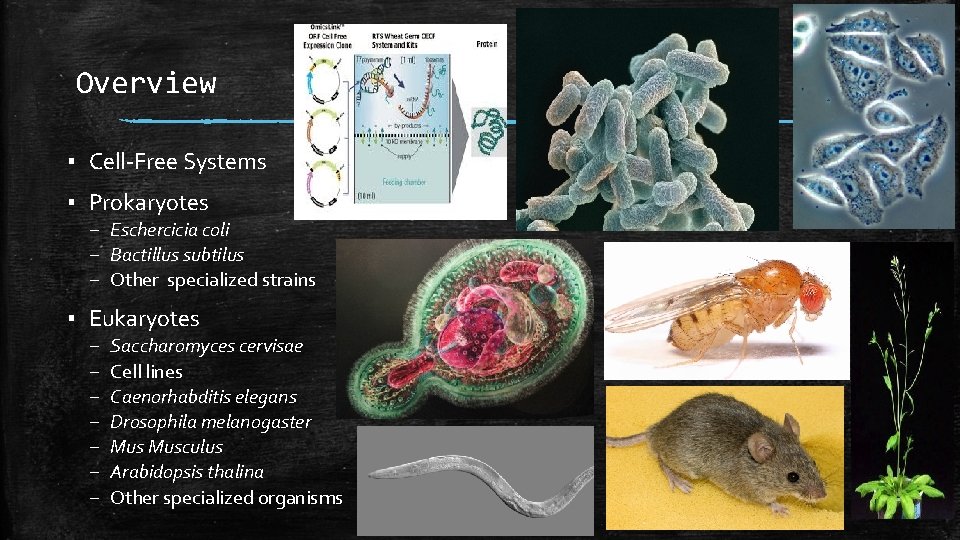 Overview ▪ Cell-Free Systems ▪ Prokaryotes – Eschercicia coli – Bactillus subtilus – Other