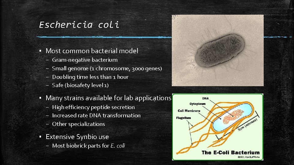 Eschericia coli ▪ Most common bacterial model – – Gram-negative bacterium Small genome (1