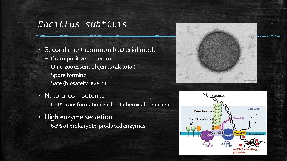 Bacillus subtilis ▪ Second most common bacterial model – – Gram-positive bacterium Only 200