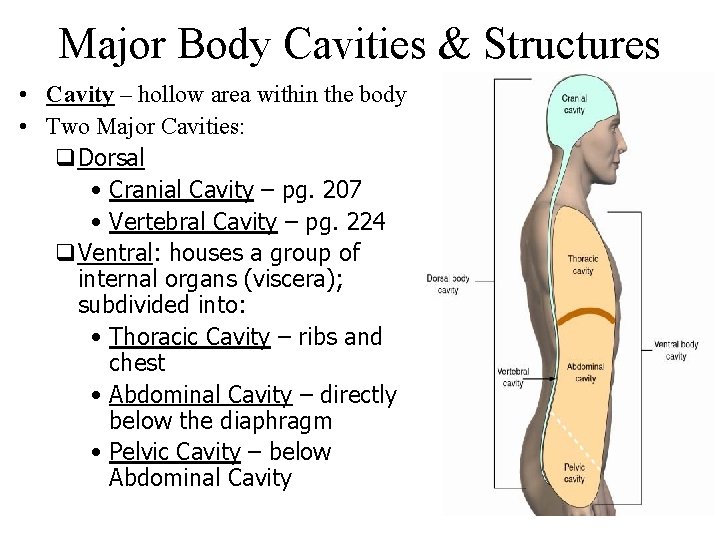 Major Body Cavities & Structures • Cavity – hollow area within the body •