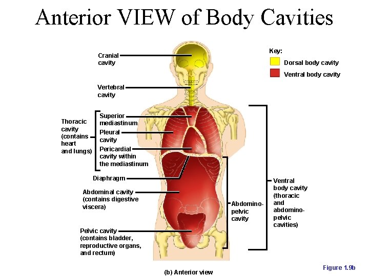 Anterior VIEW of Body Cavities Key: Cranial cavity Dorsal body cavity Ventral body cavity
