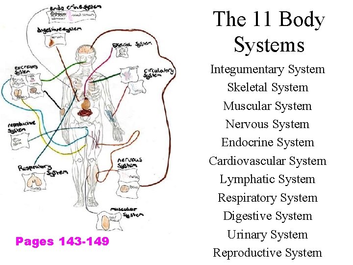 The 11 Body Systems Pages 143 -149 Integumentary System Skeletal System Muscular System Nervous