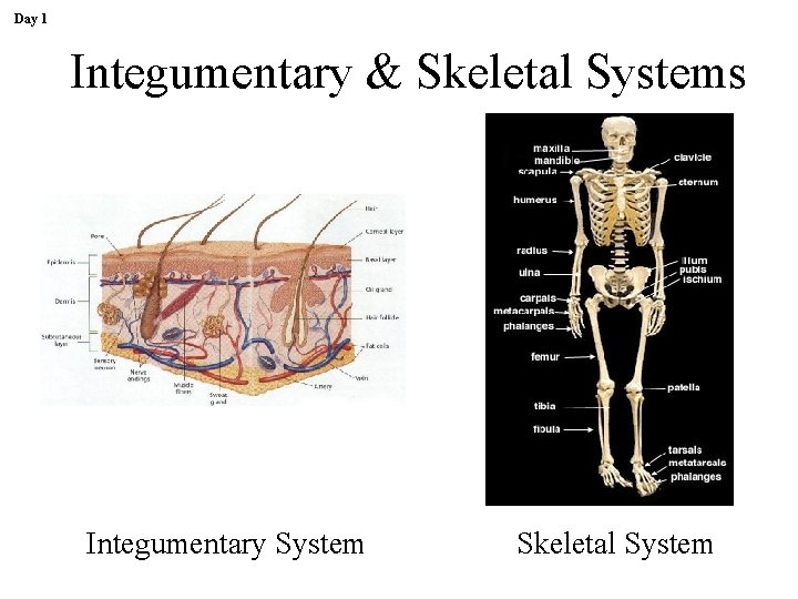 Day 1 Integumentary & Skeletal Systems Integumentary System Skeletal System 
