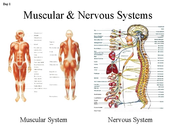 Day 1 Muscular & Nervous Systems Muscular System Nervous System 