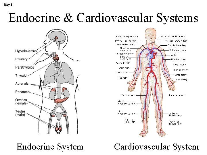 Day 1 Endocrine & Cardiovascular Systems Endocrine System Cardiovascular System 
