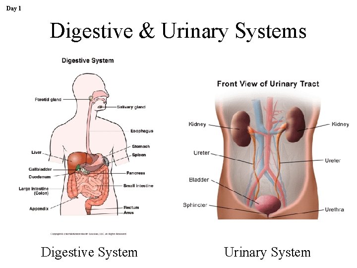 Day 1 Digestive & Urinary Systems Digestive System Urinary System 