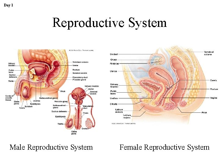 Day 1 Reproductive System Male Reproductive System Female Reproductive System 