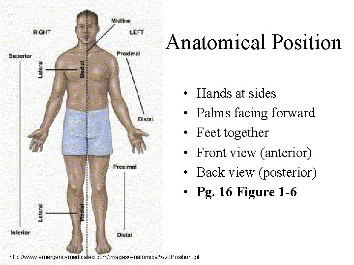 Anatomical Position • • • Hands at sides Palms facing forward Feet together Front