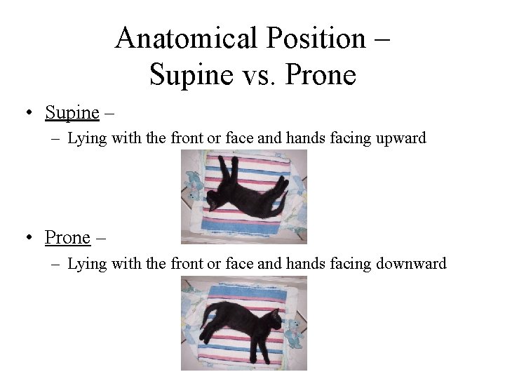 Anatomical Position – Supine vs. Prone • Supine – – Lying with the front