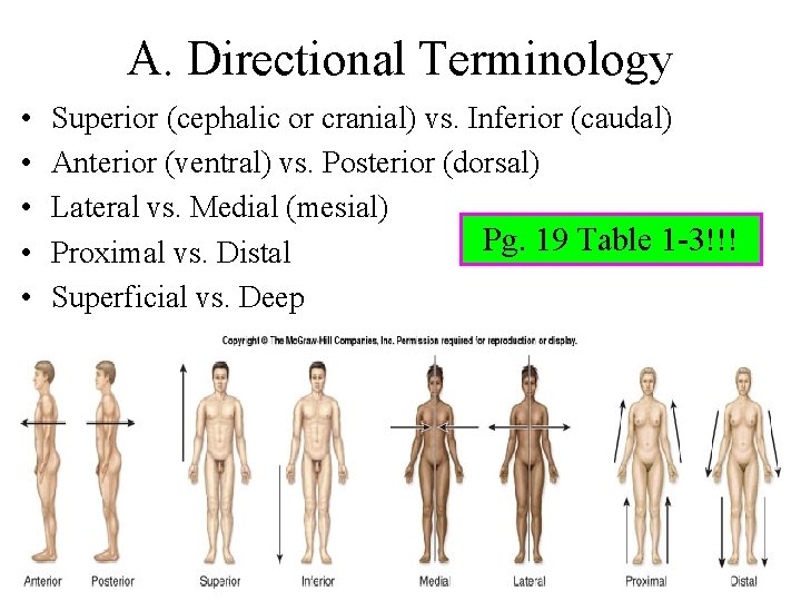 A. Directional Terminology • • • Superior (cephalic or cranial) vs. Inferior (caudal) Anterior
