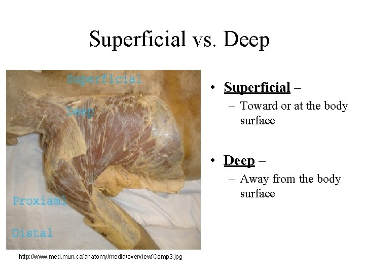 Superficial vs. Deep • Superficial – – Toward or at the body surface •