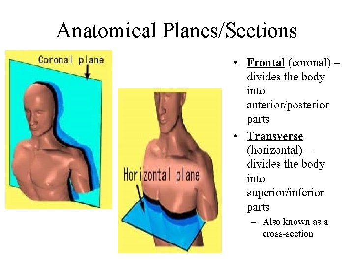 Anatomical Planes/Sections • Frontal (coronal) – divides the body into anterior/posterior parts • Transverse