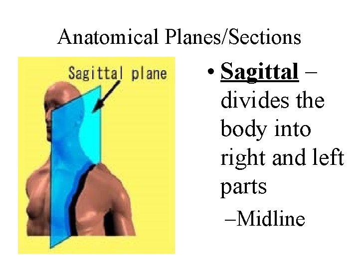 Anatomical Planes/Sections • Sagittal – divides the body into right and left parts –Midline