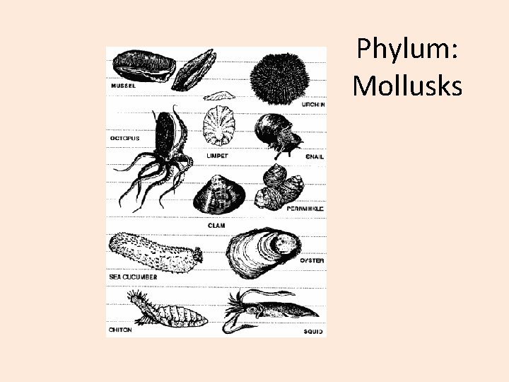 Phylum: Mollusks 