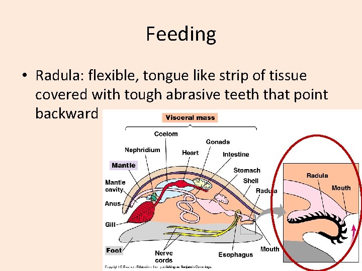 Feeding • Radula: flexible, tongue like strip of tissue covered with tough abrasive teeth