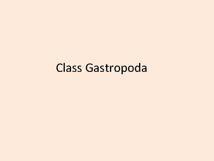 Class Gastropoda 