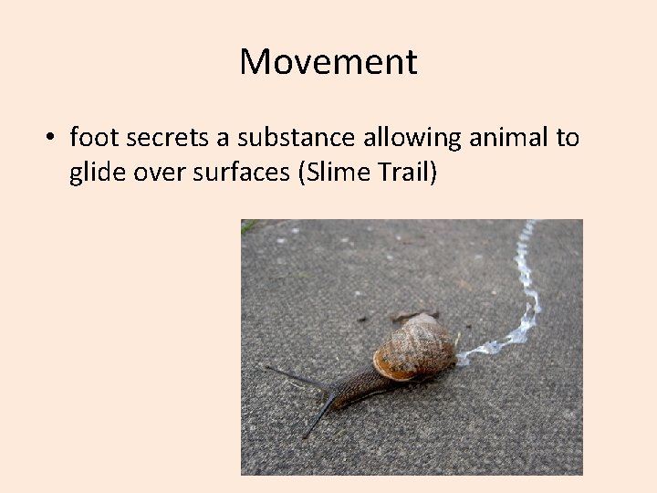 Movement • foot secrets a substance allowing animal to glide over surfaces (Slime Trail)