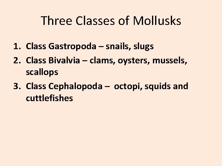 Three Classes of Mollusks 1. Class Gastropoda – snails, slugs 2. Class Bivalvia –