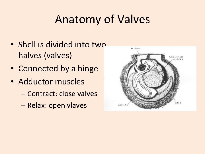 Anatomy of Valves • Shell is divided into two halves (valves) • Connected by