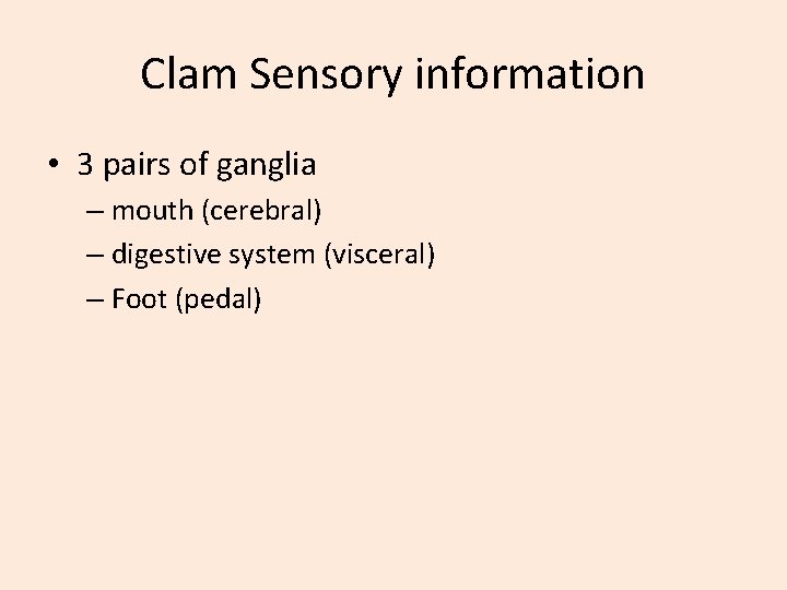 Clam Sensory information • 3 pairs of ganglia – mouth (cerebral) – digestive system