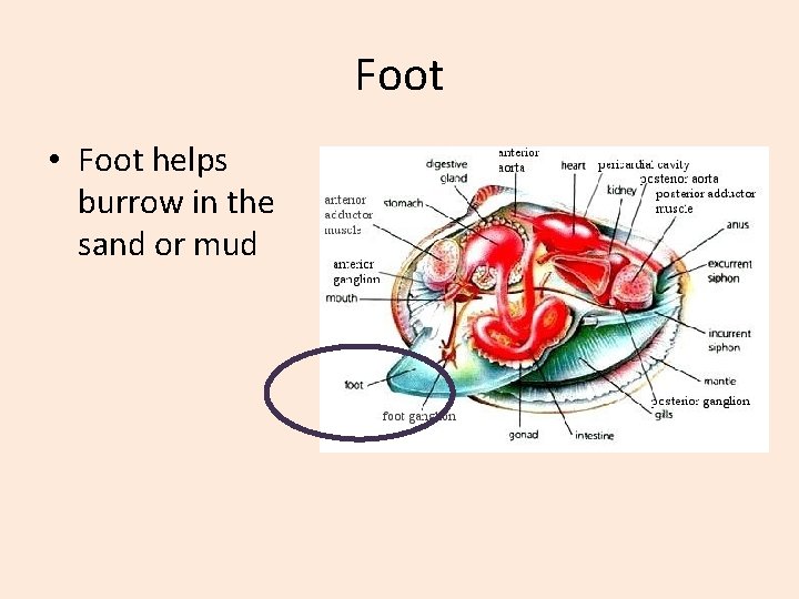 Foot • Foot helps burrow in the sand or mud 