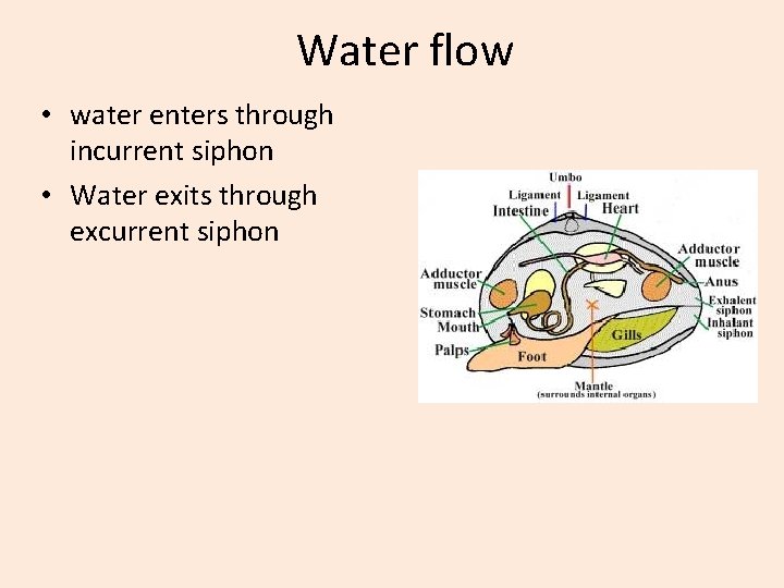 Water flow • water enters through incurrent siphon • Water exits through excurrent siphon