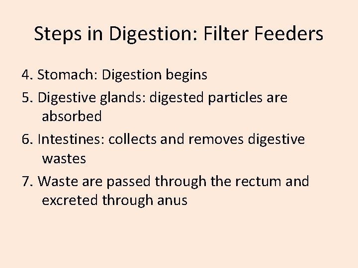 Steps in Digestion: Filter Feeders 4. Stomach: Digestion begins 5. Digestive glands: digested particles