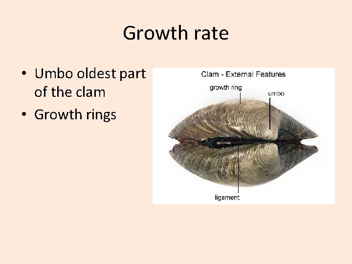 Growth rate • Umbo oldest part of the clam • Growth rings 
