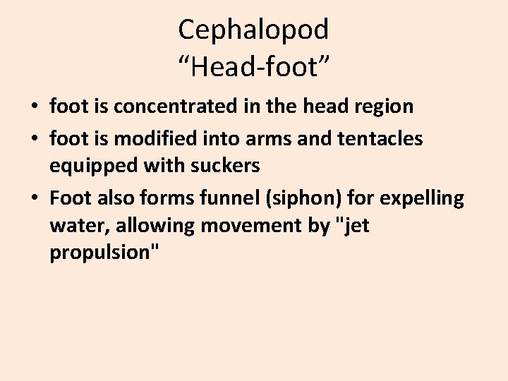 Cephalopod “Head-foot” • foot is concentrated in the head region • foot is modified