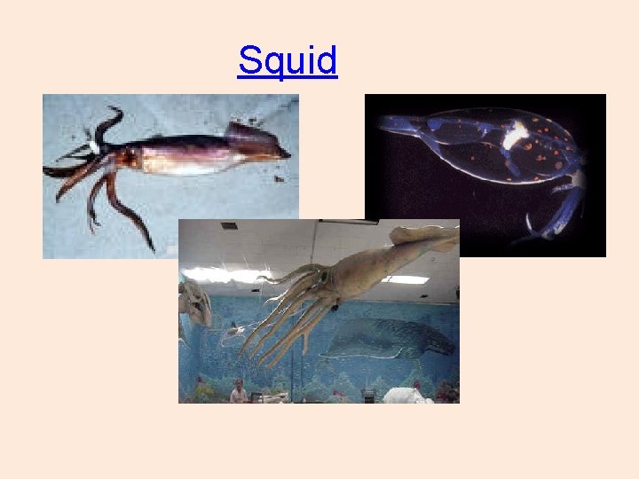 Squid 