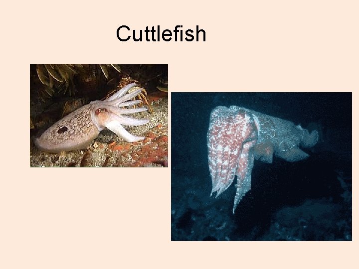 Cuttlefish 