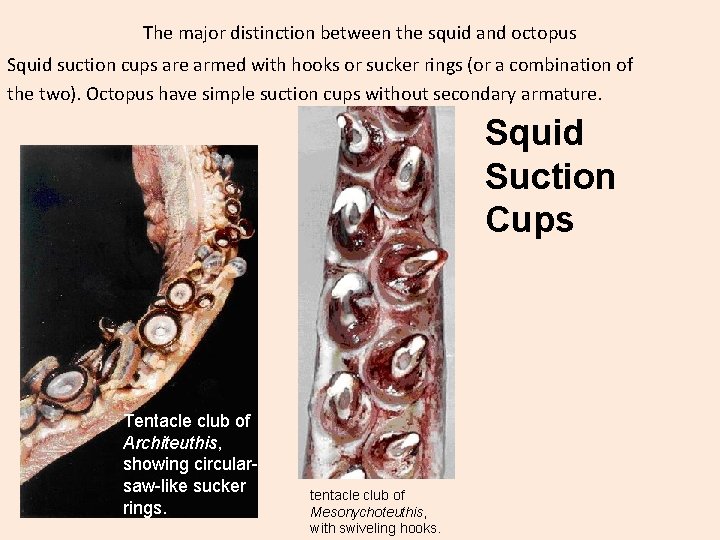 The major distinction between the squid and octopus Squid suction cups are armed with