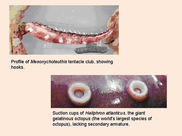 Profile of Mesonychoteuthis tentacle club, showing hooks. Suction cups of Haliphron atlanticus, the giant