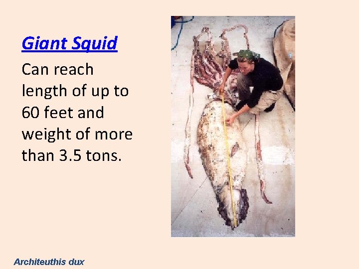 Giant Squid Can reach length of up to 60 feet and weight of more