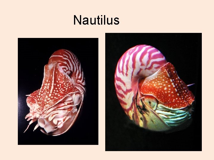 Nautilus 