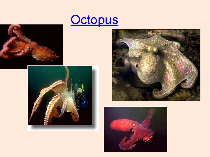 Octopus 